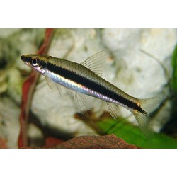Сиамский водорослеед САЕ (Epalzeorhynchos siamensis) - 3-4см
