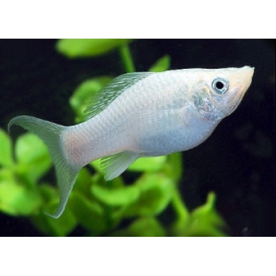 Фото Моллинезия белая (Poecilia sphenops) - 4.5-5см Смотреть