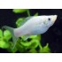 Моллинезия белая (Poecilia sphenops) - 4.5-5см