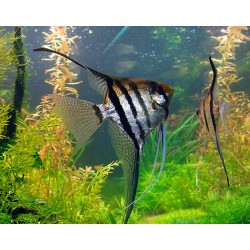Скалярия полосатая обычная/вуалевая (Pteregophylum Scallare) - 3-3,5см 