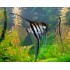 Скалярия полосатая обычная/вуалевая (Pteregophylum Scallare) - 3-3,5см 
