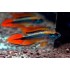 Апистограмма Агассица (Apistogramma agassizi) - 5-6см