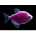Тернеция глофиш GloFish сирень (Gymnocorymbus ternetzi) - 2-3см