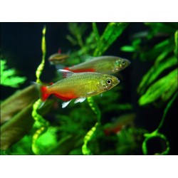 Афиохаракс рубиновый (Aphyocharax rathbuni) - 2-2,5см