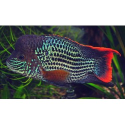 Акара бирюзовая дисковая (Aequidens rivulatus balloon) - 6,5-7,5см