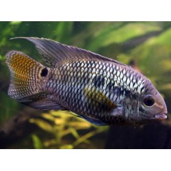 Акара Порту-Алегри (Cichlasoma portalegrense) - 3-4см