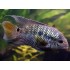 Акара Порту-Алегри (Cichlasoma portalegrense) - 3-4см