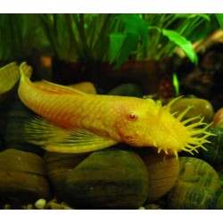 Анцитрус вуалевый обычный(Ancistrus dolichopterus) - 3см