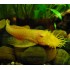 Анцитрус вуалевый обычный(Ancistrus dolichopterus) - 3см