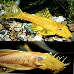 Анциструс L 144 голд (Ancistrus L144 gold) - 3.5-4см