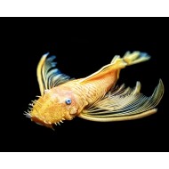 Анциструс L 144 голд вуалевий (Ancistrus L144 gold longfin) - 3.5-4см