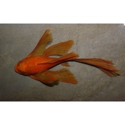 Анцитрус красный вуалевый (Ancistrus dolichopterus red) - 4-5см