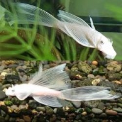 Анцитрус L144 білий вуаль (Ancistrus sp. 144 snow white) - 3-3.5см