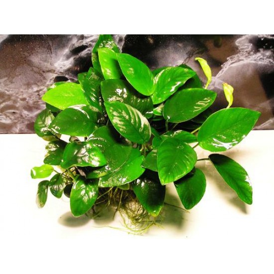 Фото Анубиас бартера (Anubias)  крупный Смотреть