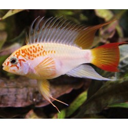 Апистограмма виджета голд (Apistogramma viejita gold) - 2-3см