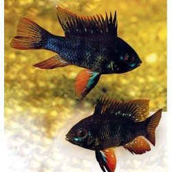 Апистограмма черная (Apistogramma ramirezi) - 3см