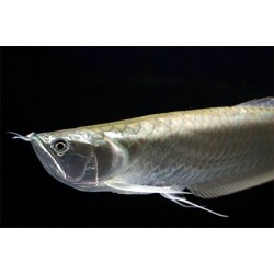 Арована серебряная (Osteoglossum bicirrhosum) - 12-14см