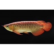 Арована золотая краснохвостая (SCLEROPAGES FORMOSUS) - 13-16см