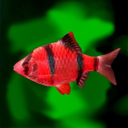 Барбус GloFish червоний неон (Puntius tetrazona Glofish) - 2см