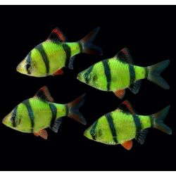 Барбус глофиш зеленый (Puntius tetrazona Glofish) - 2.5-3см
