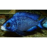 Белогубый дельфин (Placidochromis phenochilus) - 3-4см