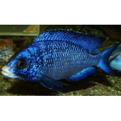 Белогубый дельфин (Placidochromis phenochilus) - 3-4см