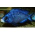 Белогубый дельфин (Placidochromis phenochilus) - 3-4см