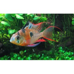 Боливийская бабочка (Microgeophagus altispinosa) - 2-3см