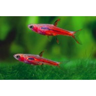 Борарас Бриджит (Boraras brigittae) - 1-1,5см 