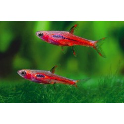 Борарас Бриджит (Boraras brigittae) - 1-1,5см 