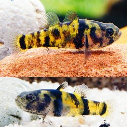 Бычёк пчёлка тигровый (Brachygobius doriae) - 1,5-2см
