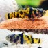 Бычёк пчёлка тигровый (Brachygobius doriae) - 1,5-2см