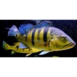 Цихла азул (Cichla Azul) - 5-5.5см 