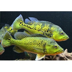 Цихла Келбери (Cichla kelberi) - 12-13см