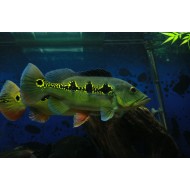 Цихла Ориноко (Cichla orinocensis) - 4-5см