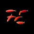 Данио GloFish красная (Brachydanio rerio) - 2-3см