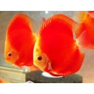 Дискус кукла (Symphysodon Discus) - 4см