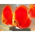 Дискус кукла (Symphysodon Discus) - 4см