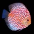 Дискус Пиджен (Symphysodon Discus) - 7.5-9см