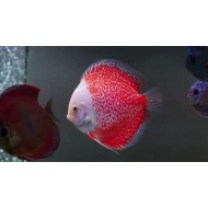 Дискус снежный леопард (Symphysodon Discus) - 7.5-8см