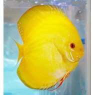 Дискус желтый кристалл (Symphysodon Discus) - 5см