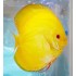 Дискус желтый кристалл (Symphysodon Discus) - 5см