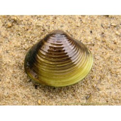 Двустворка яванская (Corbicula javanicus) - 2-3см