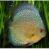 Дискус Пиджен змеиная кожа (Symphysodon Discus) - 6см
