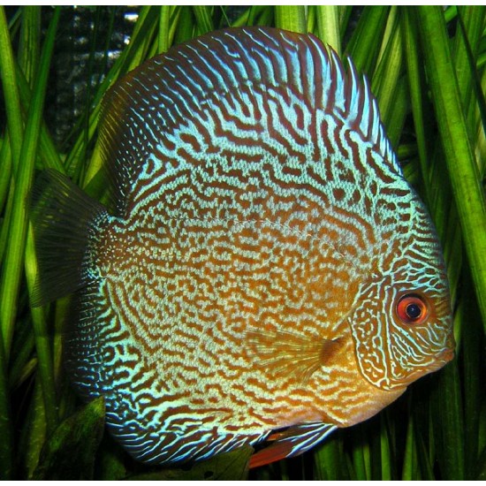 Фото Дискус Пиджен змеиная кожа (Symphysodon Discus) - 6см Смотреть