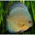 Дискус Пиджен змеиная кожа (Symphysodon Discus) - 6см