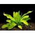 Эхинодорус (Echinodorus) куст 