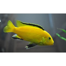 Єлоу (Labidochromis caeruleus "Yellow") - 3см