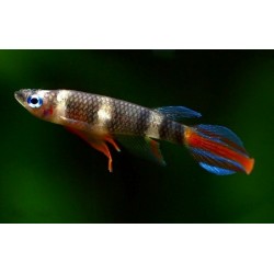 Эпиплатис факельный (Epiplatys annulatus) - 2-2,5см 