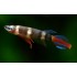 Эпиплатис факельный (Epiplatys annulatus) - 2-2,5см 
